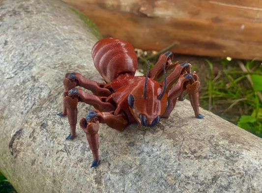 flexi ant